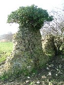 elder roots working deep into the clunch