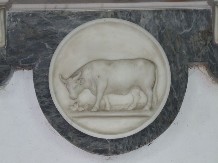 bull