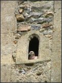 Pigeon nesting in the porch stairway turret