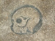 skull