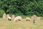 Sheep may safely graze