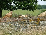 inquisitive bullocks