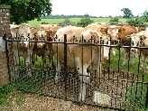 the gates close automatically, for obvious reasons