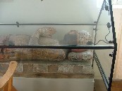 the man in the glass case