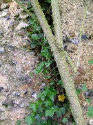 ivy in the join between the nave (left) and chancel