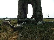 sheep in the nave