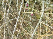 larch coming back to life