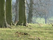 Holkham Hall park I