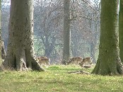 Holkham Hall park III