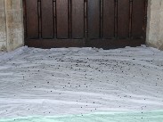 bat poo
