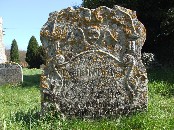 lichen