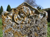 lichen
