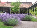 Norfolk lavender