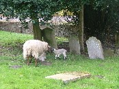 sheep safely grazing