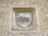 tortoise