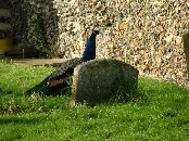 a peacock at Rockland St Peter