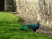 a peacock at Rockland St Peter