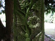 what starts as foliage and ends as camouflage