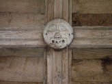 grinning lion