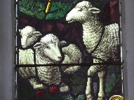 sheep