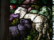 three sheep