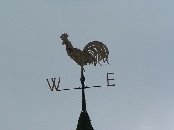 cock