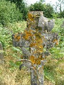lichen