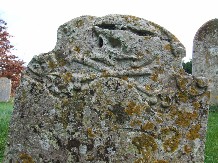 lichened skull