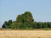 one of the area's many ruins