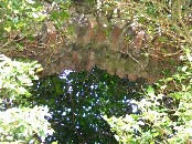 inside of the tower window arch