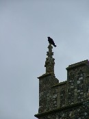 crow on a pinnacle