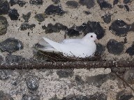 nesting dove