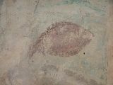 St Christopher: pike and flounder