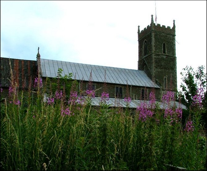 Watlington in a sea of loosestrife