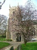 a cherry tree coming into blossom