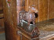 sheep