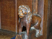lion